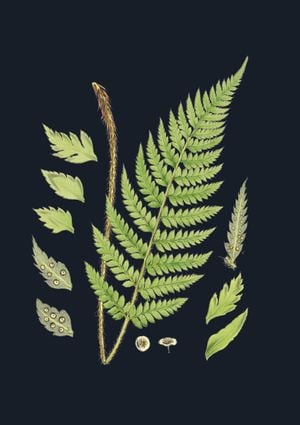 Vintage Flower In Dark 21x30