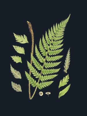 Vintage Flower In Dark 30x40