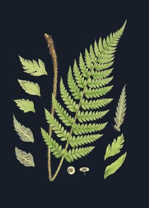 Vintage Flower In Dark