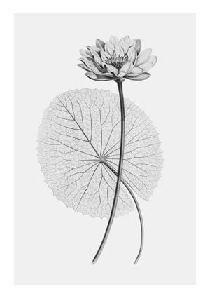 Vintage Lotus 2 21x30