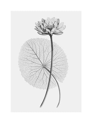 Vintage Lotus 2 30x40