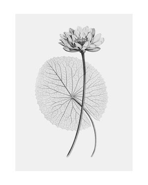 Vintage Lotus 2 40x50