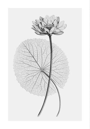 Vintage Lotus 2 70x100