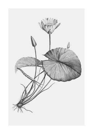 Vintage Lotus 70x100