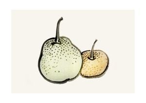 Vintage Pears 30x21