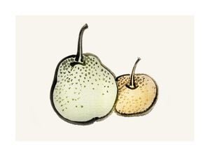 Vintage Pears 40x30