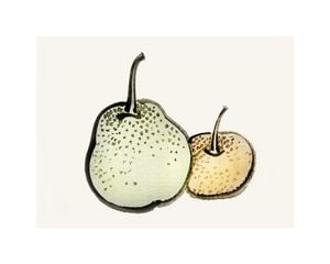 Vintage Pears 50x40