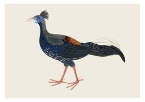 Vintage Pheasant 100x70