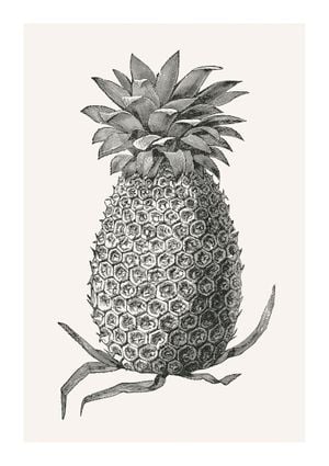 Vintage Pineapple 21x30