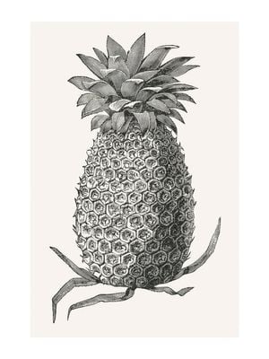 Vintage Pineapple 30x40