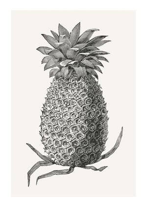 Vintage Pineapple