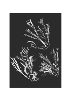 Vintage Seaweed 21x30