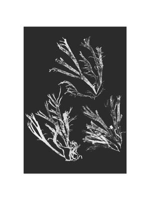 Vintage Seaweed 30x40