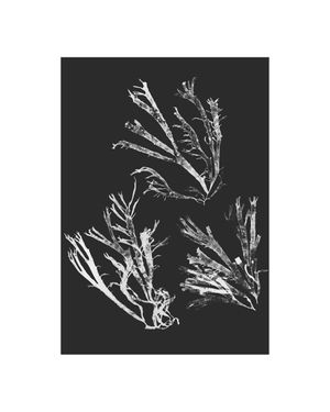 Vintage Seaweed 40x50