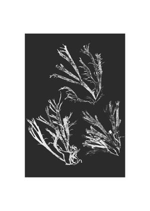 Vintage Seaweed 50x70
