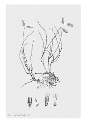 Vintage Sesleria 21x30