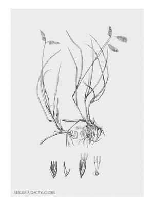 Vintage Sesleria 30x40