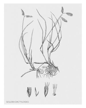 Vintage Sesleria 40x50