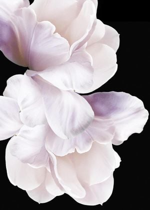 Violet White
