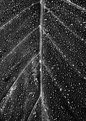 Wet Leaf