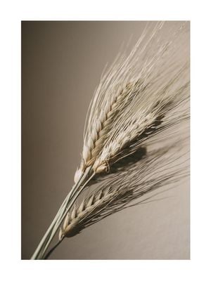Wheat 30x40