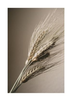 Wheat