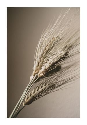 Wheat 70x100