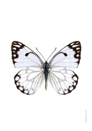 White Butterfly 21x30