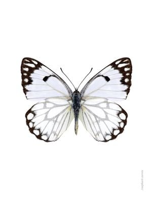 White Butterfly 30x40