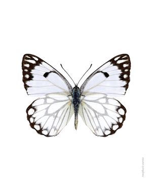 White Butterfly 40x50