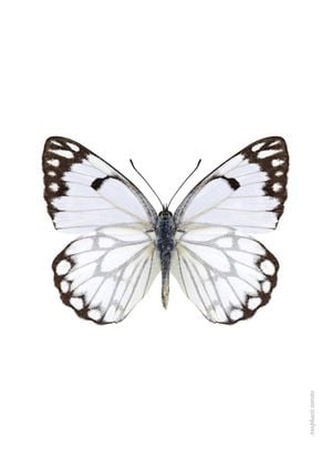 White Butterfly