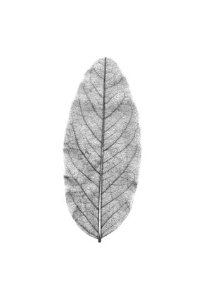 White Leaf 21x30