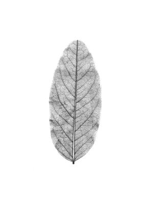 White Leaf 30x40