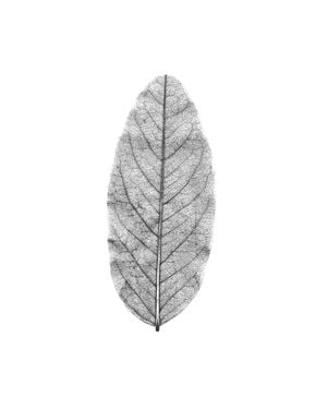 White Leaf 40x50