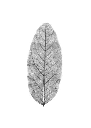 White Leaf