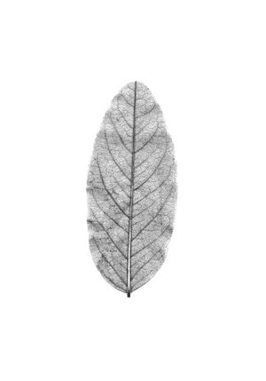 White Leaf 70x100