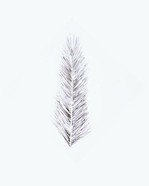 White Palm Leaf 40x50
