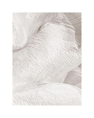White Petals 40x50
