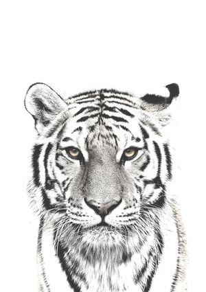 White Tiger 21x30