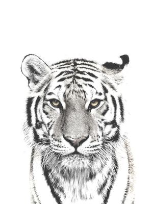 White Tiger 30x40
