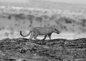 Wild Cat