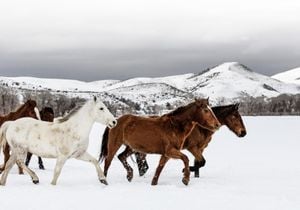 Winter Fun 100x70