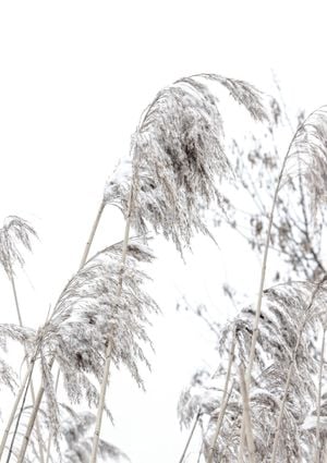 Winter Reed 1 21x30