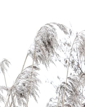 Winter Reed 1 40x50