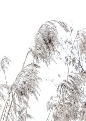 Winter Reed 1