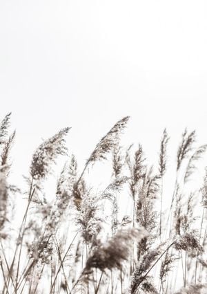 Winter Reed 3 21x30