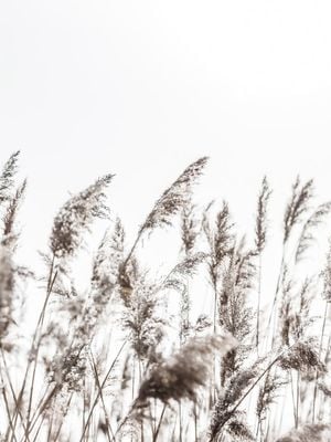 Winter Reed 3 30x40