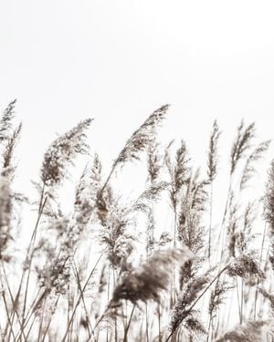 Winter Reed 3 40x50