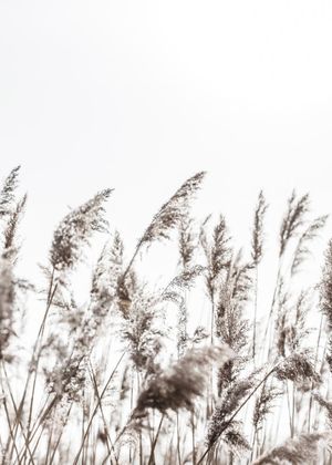 Winter Reed 3