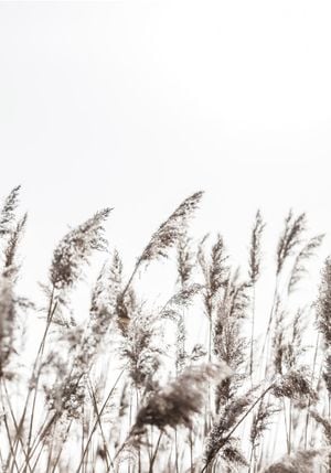 Winter Reed 3 70x100